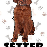 Setter Escoces