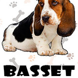Basset Hound