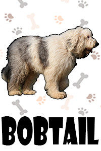 Bobtail.jpg