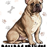 Bulldog Frances