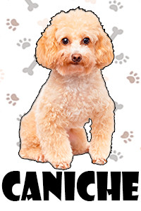 Caniche.jpg