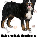 Boyero de Berna
