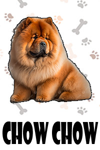 Chow Chow.jpg