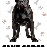 Cane Corso