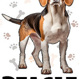 Beagle