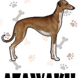 Azawakh
