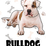 Bulldog americano