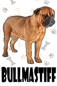 Bullmastiff.jpg