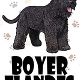 Boyero Flandes