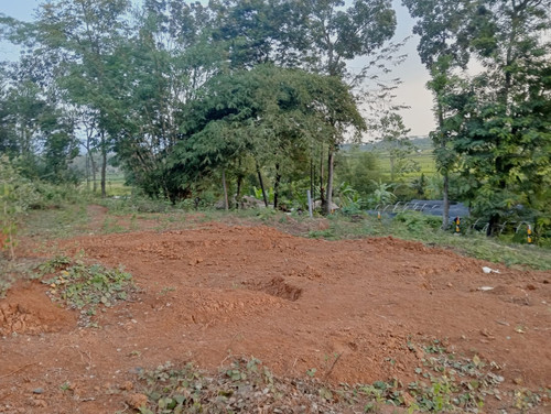 IJO SEL 2.jpg