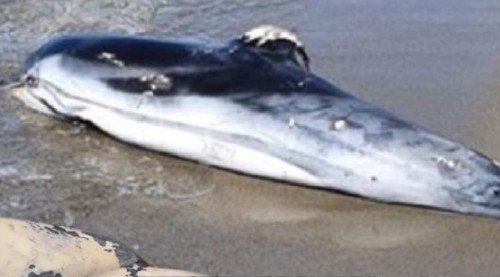 453749314 353182641170206 5798186012175290788 n.jpg? nc cat=102&ccb=1 7& nc sid=127cfc& nc ohc=ju0hn.jpg