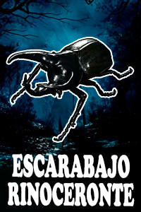 Escarabajo Rinoceronte.jpg