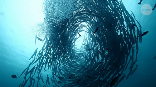 IaiiPd6MN5 sf7am.jpg