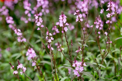 Tatton Park Flower Show 2019 PDB 16 7 19 0426 7a03511.jpg