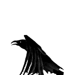 Rabe Gif 30