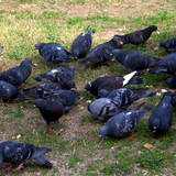 DSC 0001