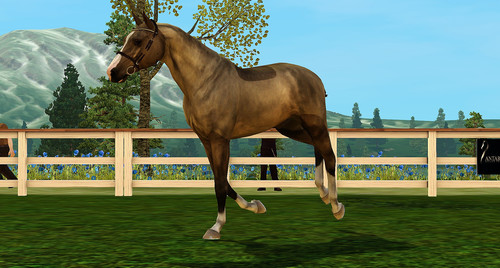 Teo Trot Up II.jpg