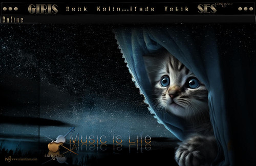 Kedi Radyo Tema 2 liebefee13.jpg