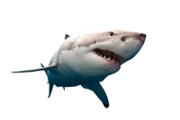 E9E30B41 C8EB 41D2 8009 CF47D42781CD.png