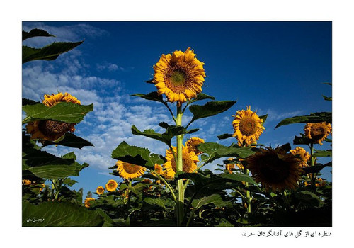 JjNmmTX2rRssRhwzq293v04uMigJVd9RtKwEaSDlKMwX4VwzgWdK7hLAMZT6gs7y6ta1zt1zLvyG7z No9fwY7ahzOHyM83KNLef.jpg