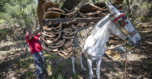 4239830922078784255?url=https%3A%2F%2Fs1.elespanol.com%2F2024%2F07%2F12%2Fporfolio%2Fla vida%2F86992.jpg