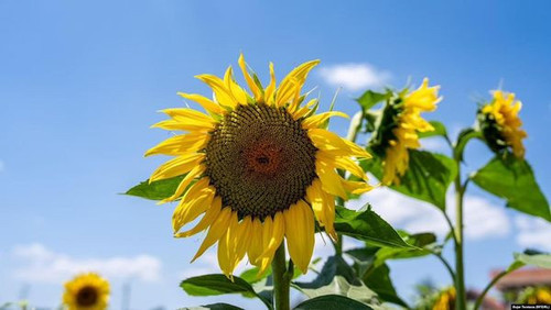 450939331 1237429321007332 929309454119317594 n.jpg?stp=dst jpg s600x600& nc cat=102&ccb=1 7& nc sid.jpg