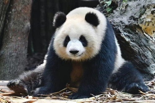 大美小时候.jpg