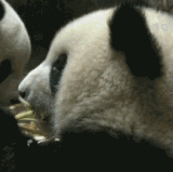 323495113.gif