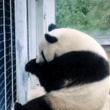 417173524.gif