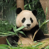 E455DF97 011B 4A82 98E5 62B17CBC0C29.gif