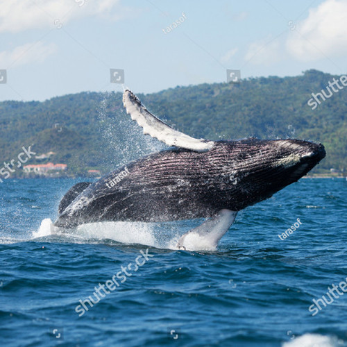 Whale (Shutterstock $14.50) 600x600.jpg