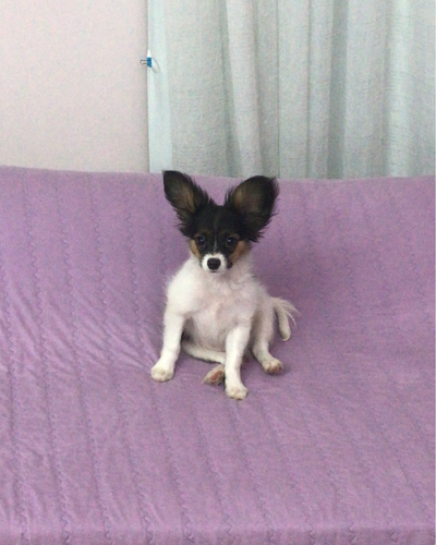 smol (1).png