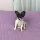 smol (1)