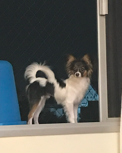 window (1).png