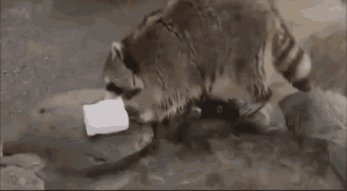 raccoon cute.gif