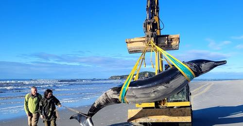 15492189381167697846?url=https%3A%2F%2Fberliner zeitung.imgix.net%2F2024%2F07%2F15%2Fdea1cb73 332e 4.jpg