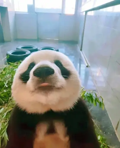 1040g2sg31595m1ar1c9g48q5liqhv2b3ogub8i0!nd dft wlteh webp 3.webp