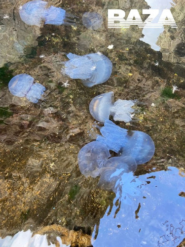 oBDfSqHYjG6gGFIbVF6atWJ9yt9OQvQRoX4Qc9OrKdKBlt8OOwNDVtlx3rU9Vrerk5OPXJyfl7xu6H5iweGF6hhG8B TUL jnRVS.jpg