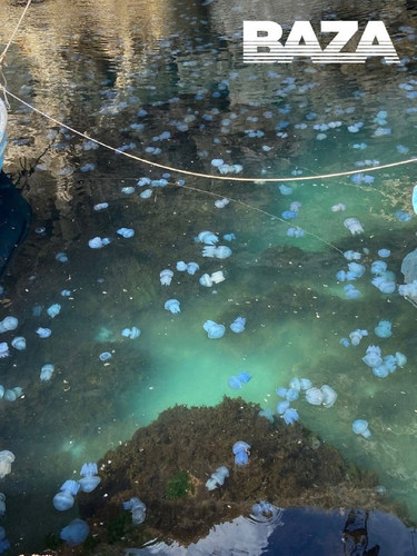 b5ovy2e 1JEbbDiPx0XeC8W1IQfEcGFZtbebVM6cFHPga75lka9GmvECUmqPtKhegjyp 4p5GtFEglP8V HRZkxQcUHL WpL6vjq.jpg