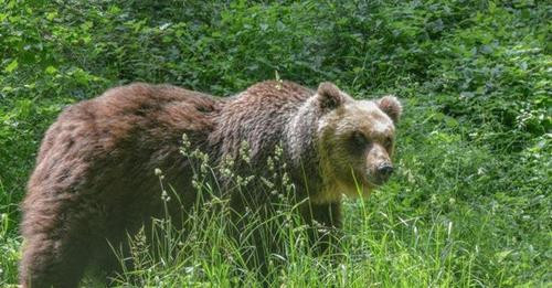 54912061054063282?url=https%3A%2F%2Fdimages2.corriereobjects.it%2Ffiles%2Fog thumbnail%2Fuploads%2F2.jpg