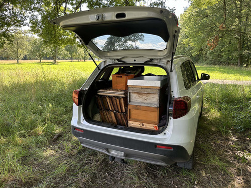 bienen3.jpg