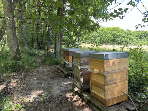 bienen4.jpg