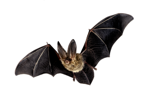bat.png