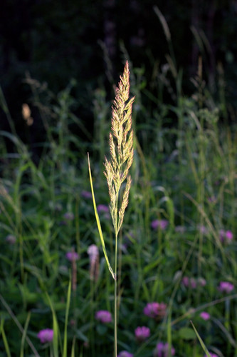 IMG 2168.jpg