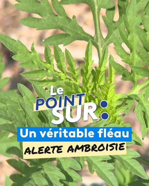 451704534 917962210370891 1930586964330808651 n.jpg?stp=dst jpg p480x480& nc cat=110&ccb=1 7& nc sid.jpg