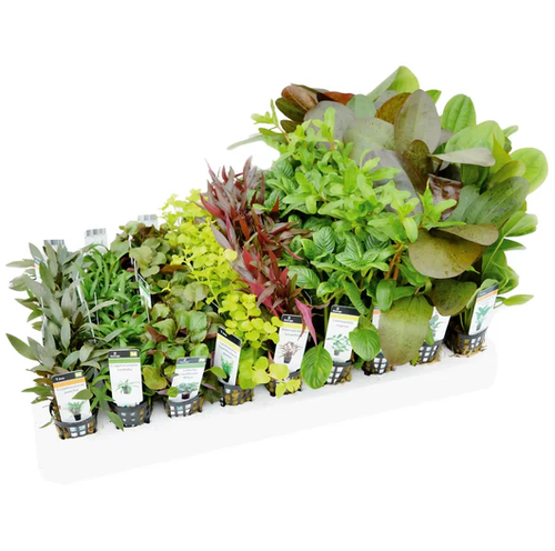 Mixed Box of Aquarium Plants.png