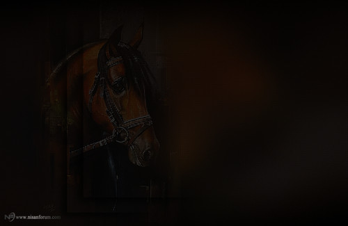 at arkapaln faroz (15).jpg