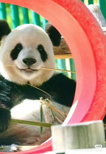 Camera XHS 17211196962621040g2sg3157b0abmhe004a6msitok807lt87lso.jpg