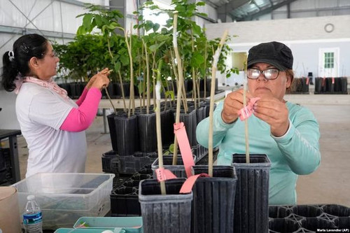 451718015 1266704594747697 4179064722924968518 n.jpg?stp=dst jpg p526x395& nc cat=100&ccb=1 7& nc si.jpg