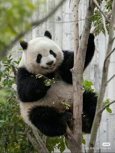 Camera XHS 17211203841821040g2sg315a2gd8h148g5o7er6c0bupr943ibh0.jpg